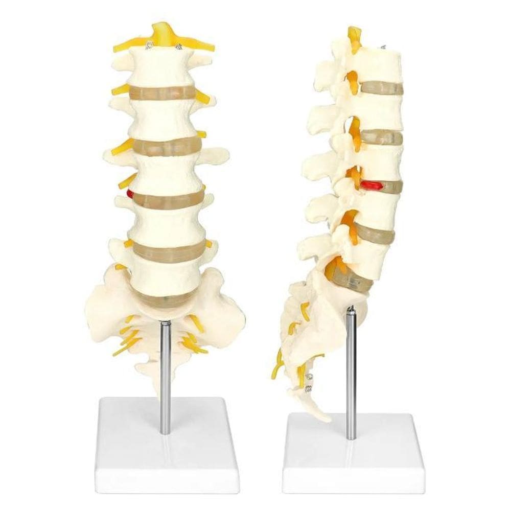 Vértebras Lombar, Tamanho Natural