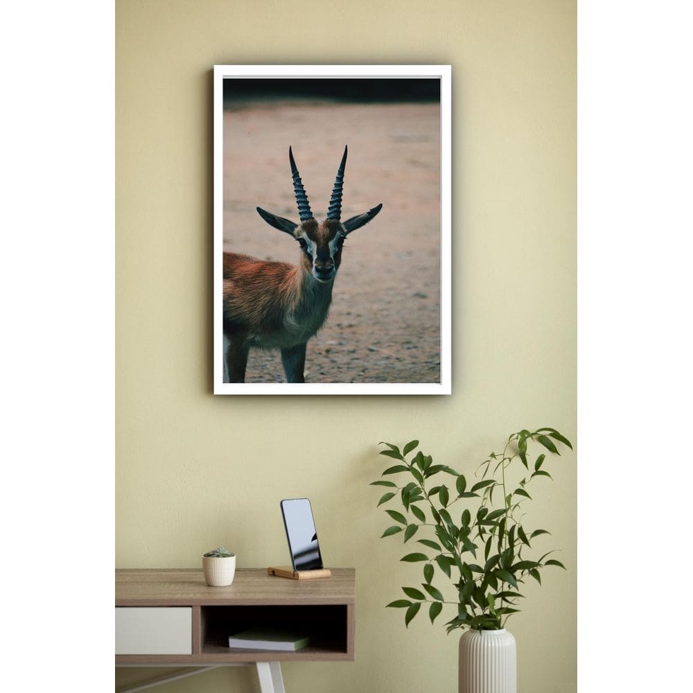 Quadro Decorativo Fotografia Gazela - 70X50Cm