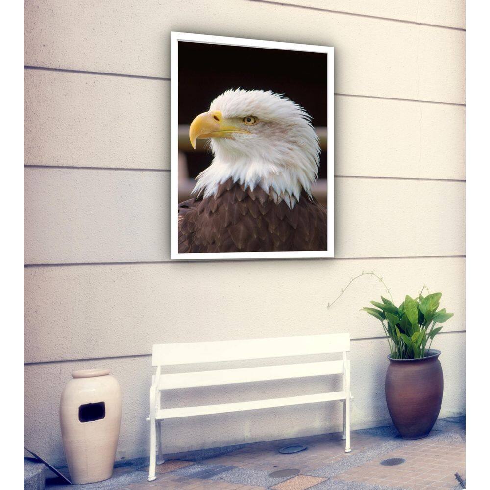 Quadro Decorativo Fotografia Perfil Águia - 70X50Cm