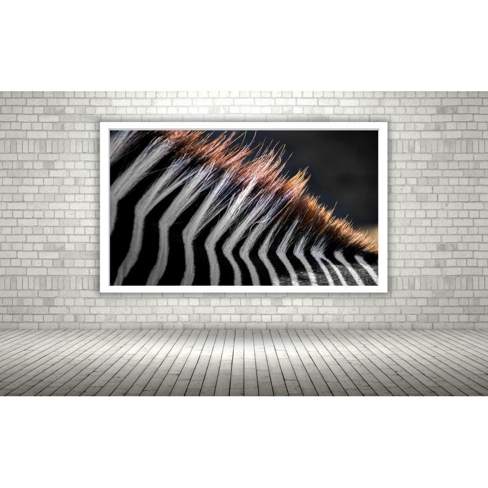 Quadro Decorativo Fotografia Crina Zebra - 70X50Cm