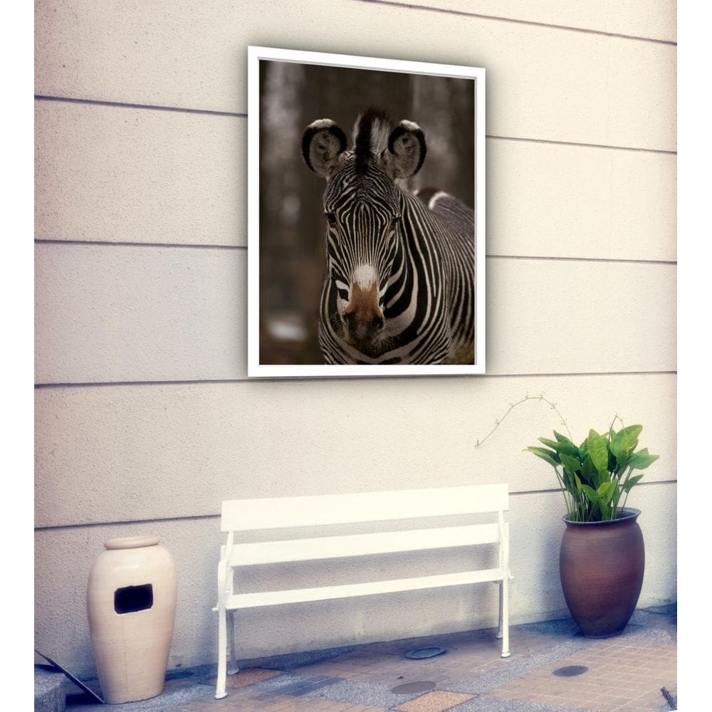 Quadro Decorativo Zebra Fotografia - 70X50Cm
