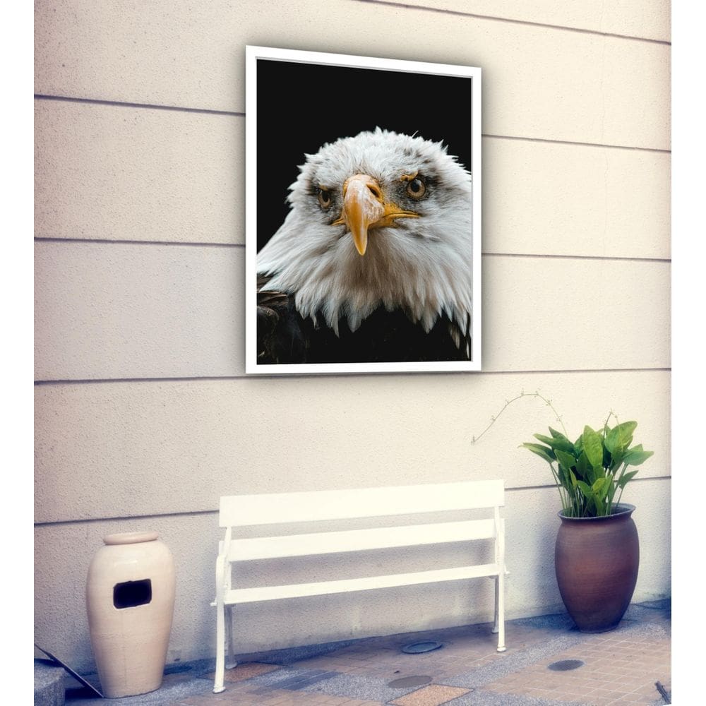 Quadro Decorativo Fotografia Olhar Águia - 70X50Cm