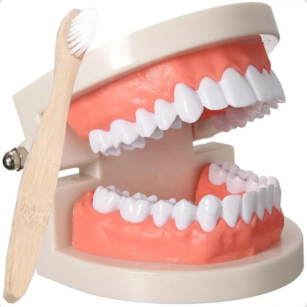 Arcada Dentária Adulta Dentadura Humana Modelo Anatômico