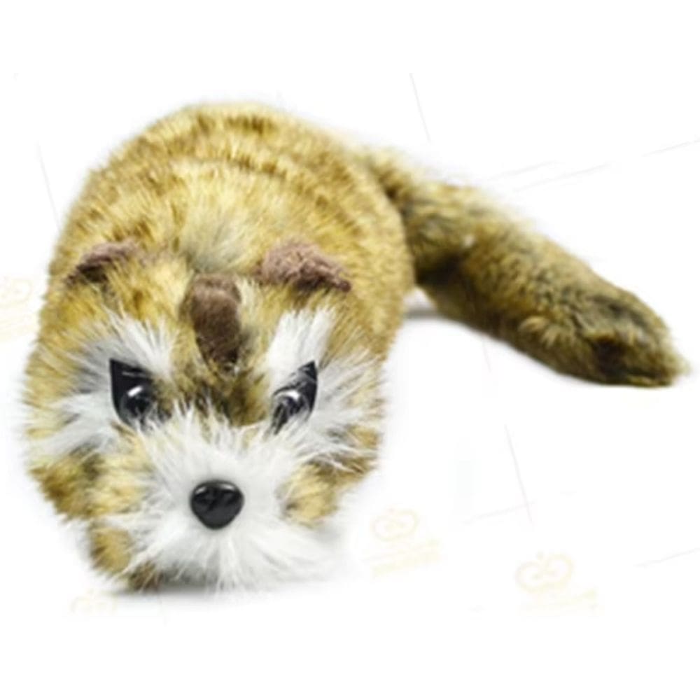 Rocky the Raccoon + video B+