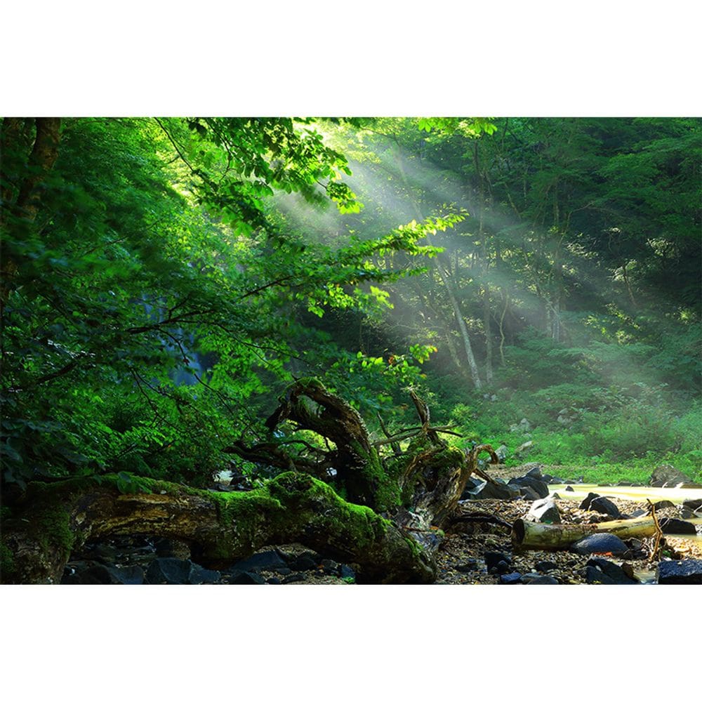 Tapeçaria, cenário natural, microtecido florestal 150x130cm