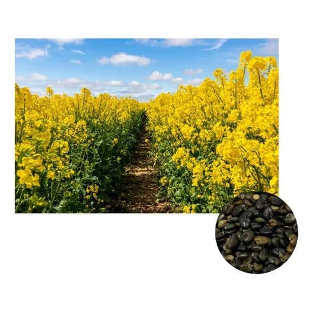 2X Crotalaria Spectabilis Adubação Para Apicultura 1Kg