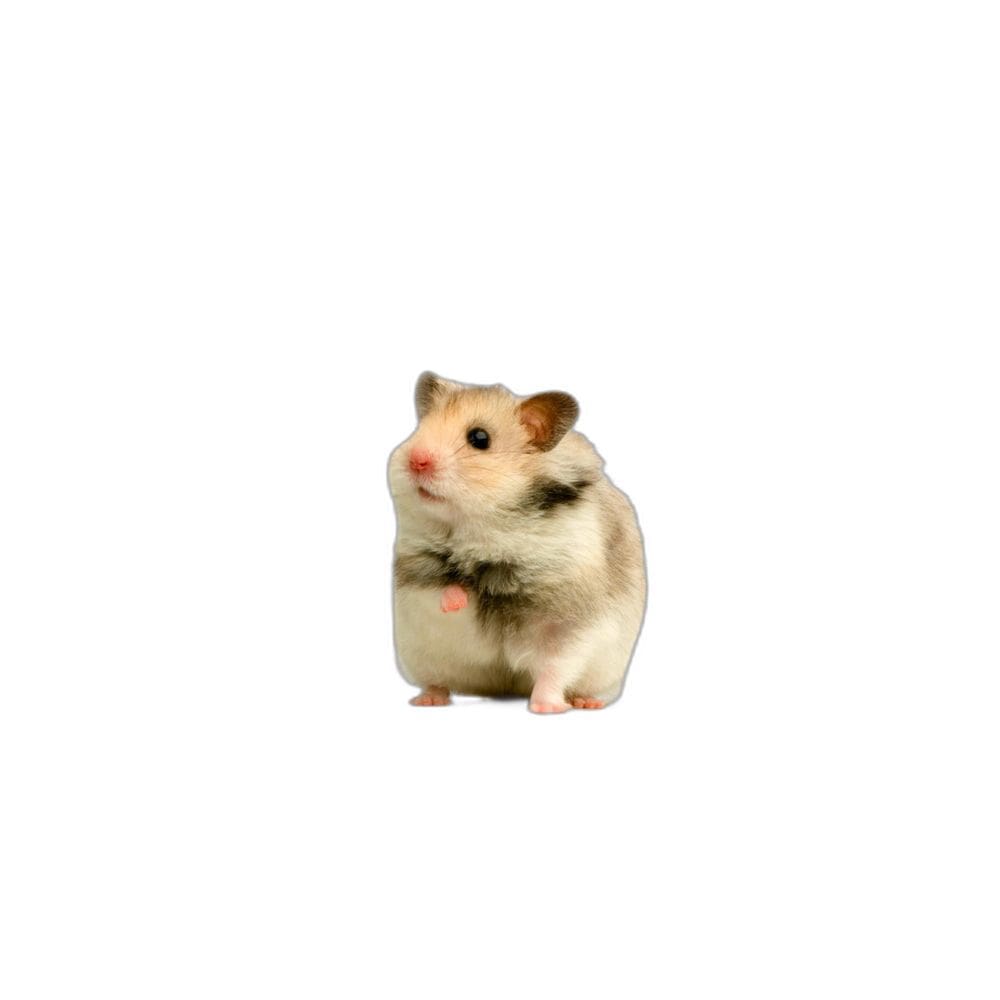 Protetor De Gaiola Para Hamsters Absorvente 5 Un G 90X100Cm