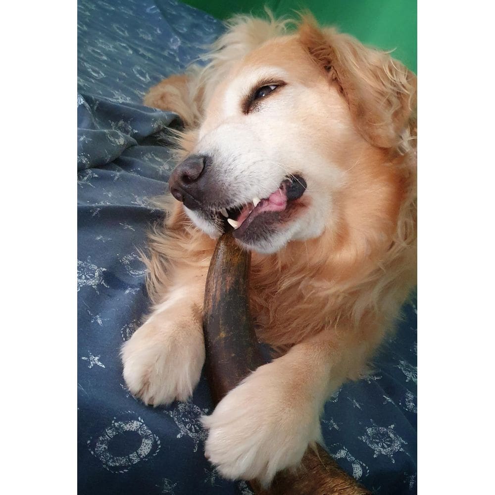 Kit Miazita-01 chifre + 01 ponta de chifre + 01 casco bovino