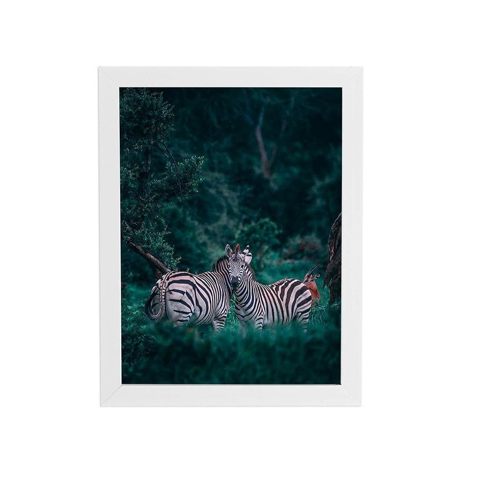 Zebras Floresta Natureza Foto Quadro Moldura Branca 60X40Cm