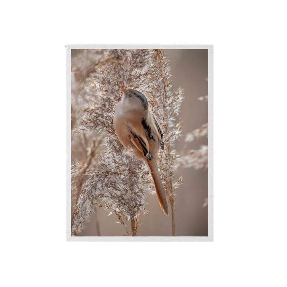 Quadro Foto Passarinho Fundo Nude Moldura Branca 45X34Cm