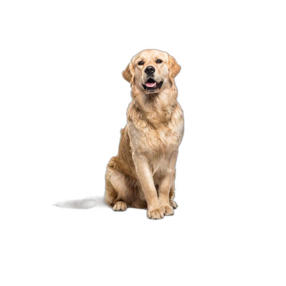 Tapete Dog Higiênico Lavável Absorvente 5 Un G - 90X100 Cm