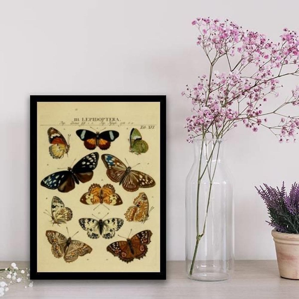 Quadro Decorativo Espécie De Borboletas 24X18Cm Preta