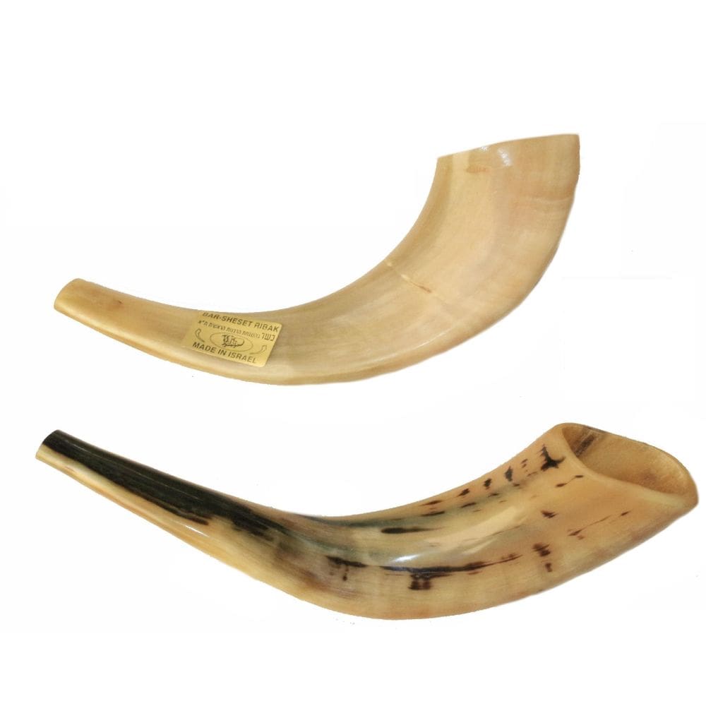 Shofar Chifre De Carneiro De Tocar - De Israel 30 A 34 Cm