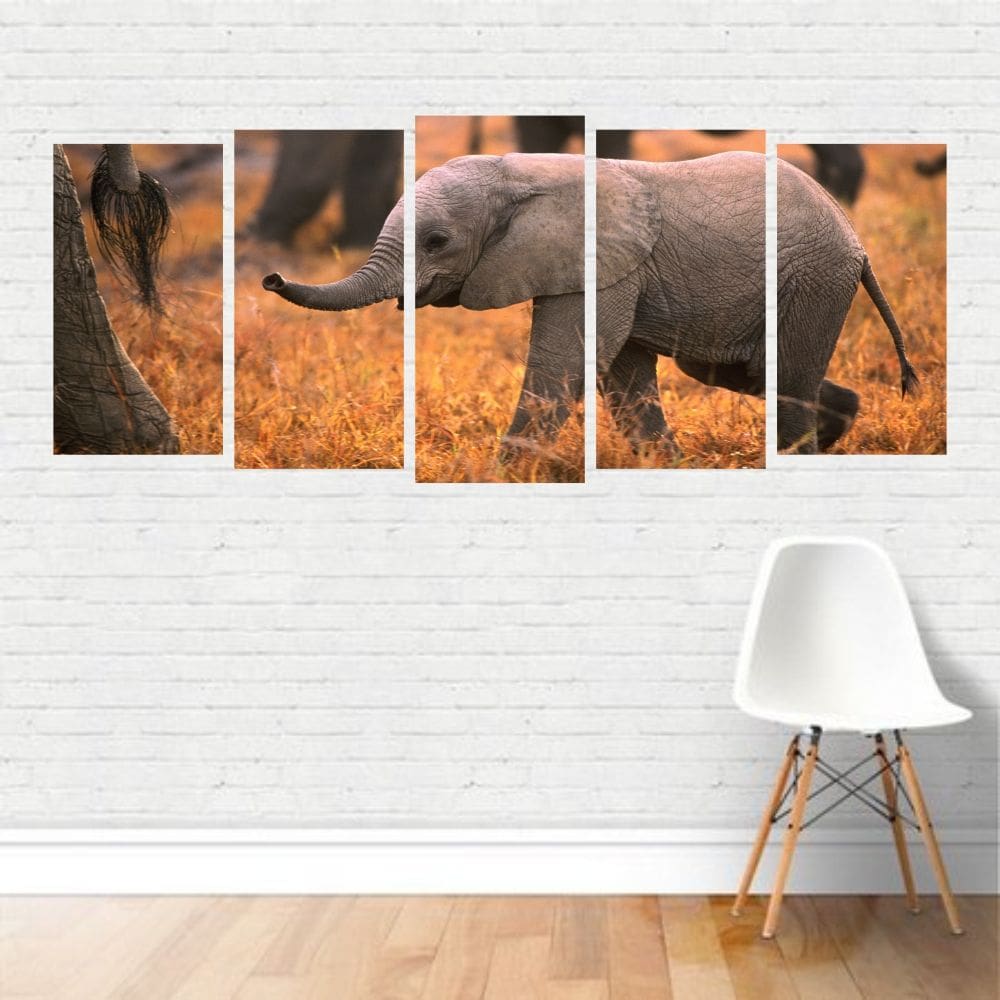 Quadro Animais Elefante Filhote Mamífero Herbívoro Canvas