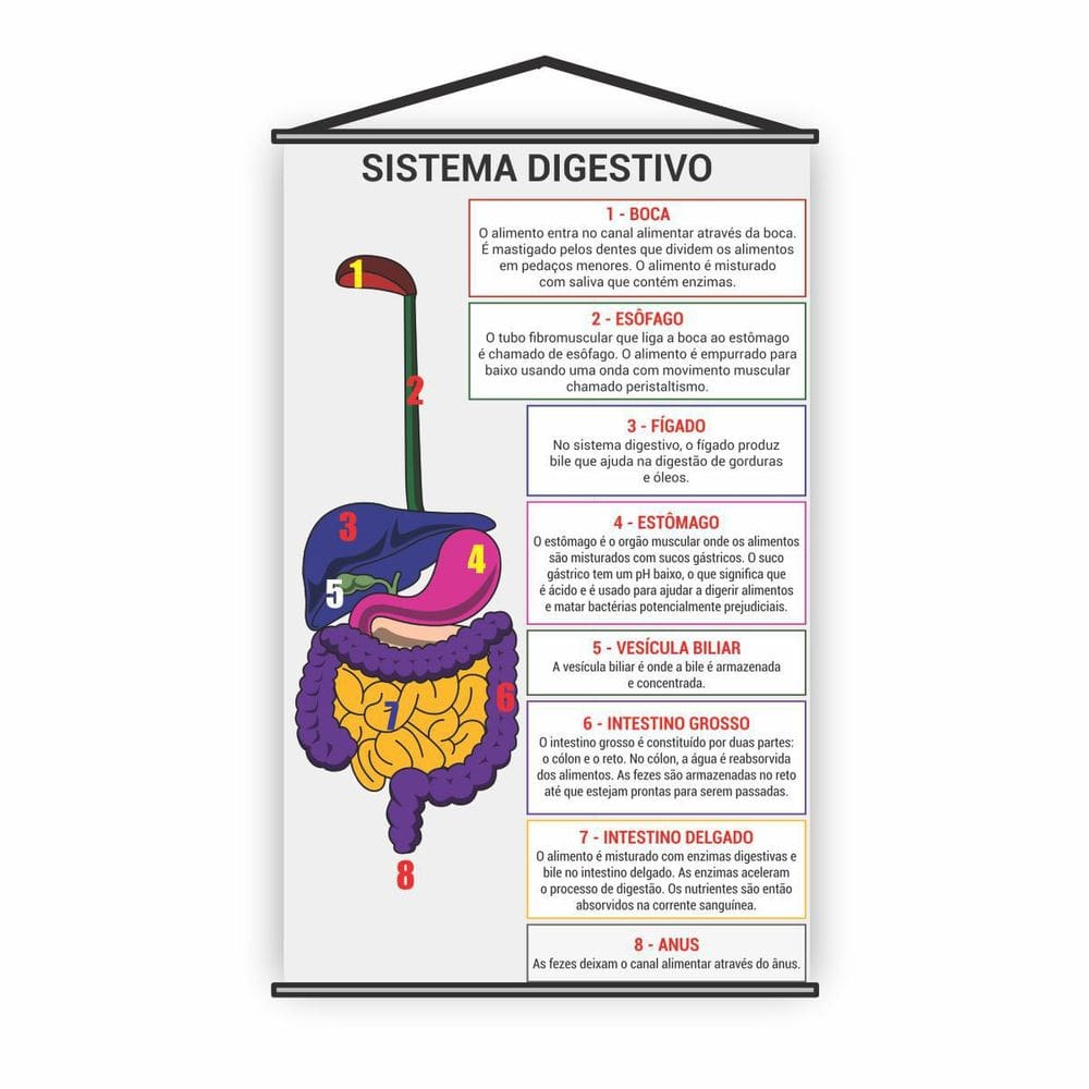 Banner Pedagógico Escolar Sistema Digestivo 80X50Cm