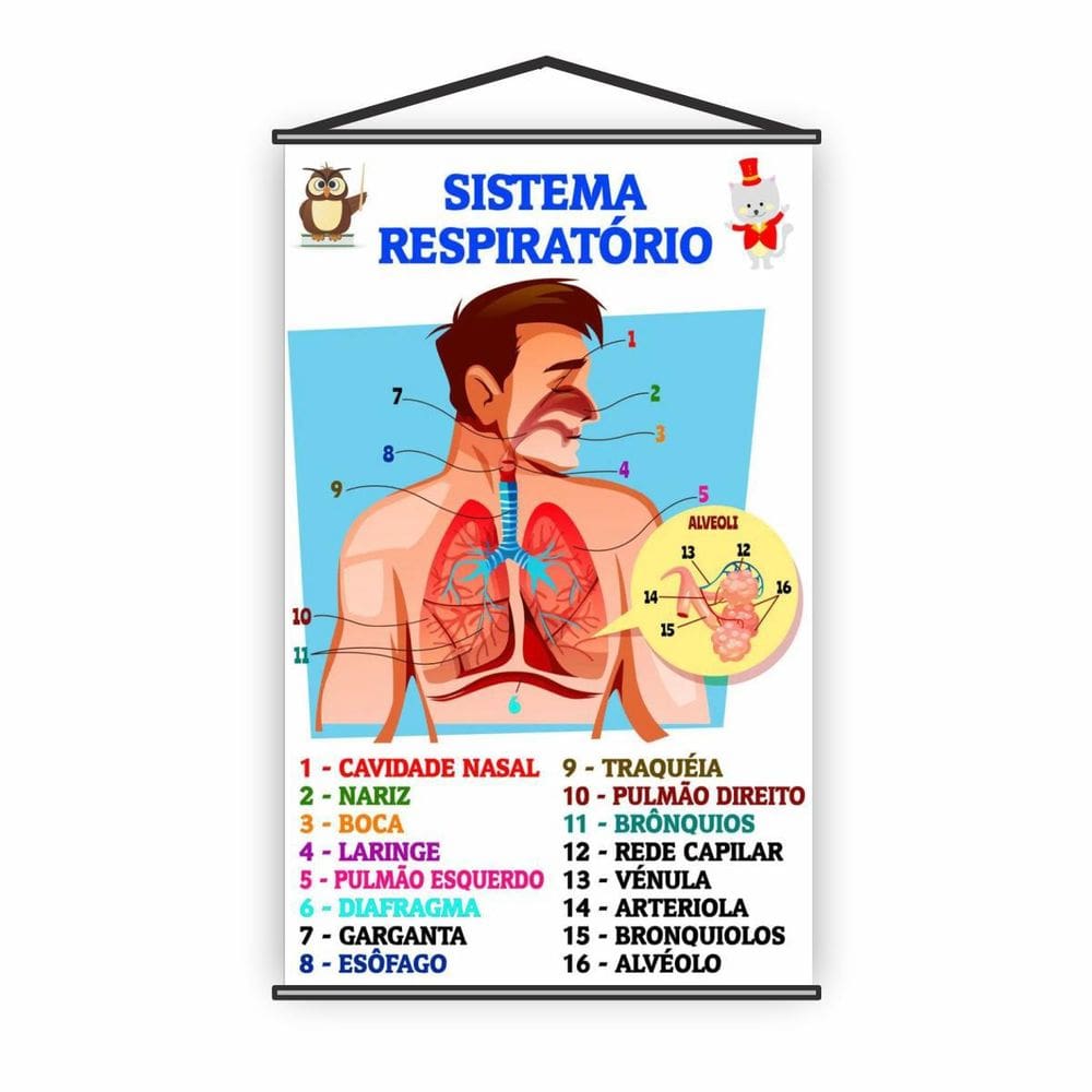 Banner Pedagógico Escolar Sistema Respiratório 80X50Cm