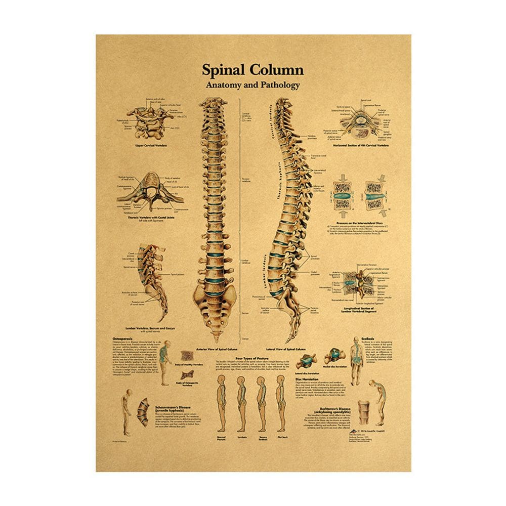 Pôster: anatomia humana, diagrama da coluna vertebral, 42x30cm, parede sem moldura A
