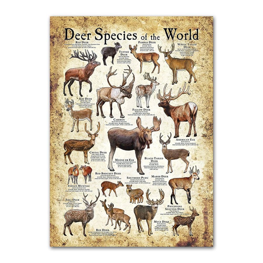 Pôster pintando espécies de veados vintage em tecido de 40x60cm
