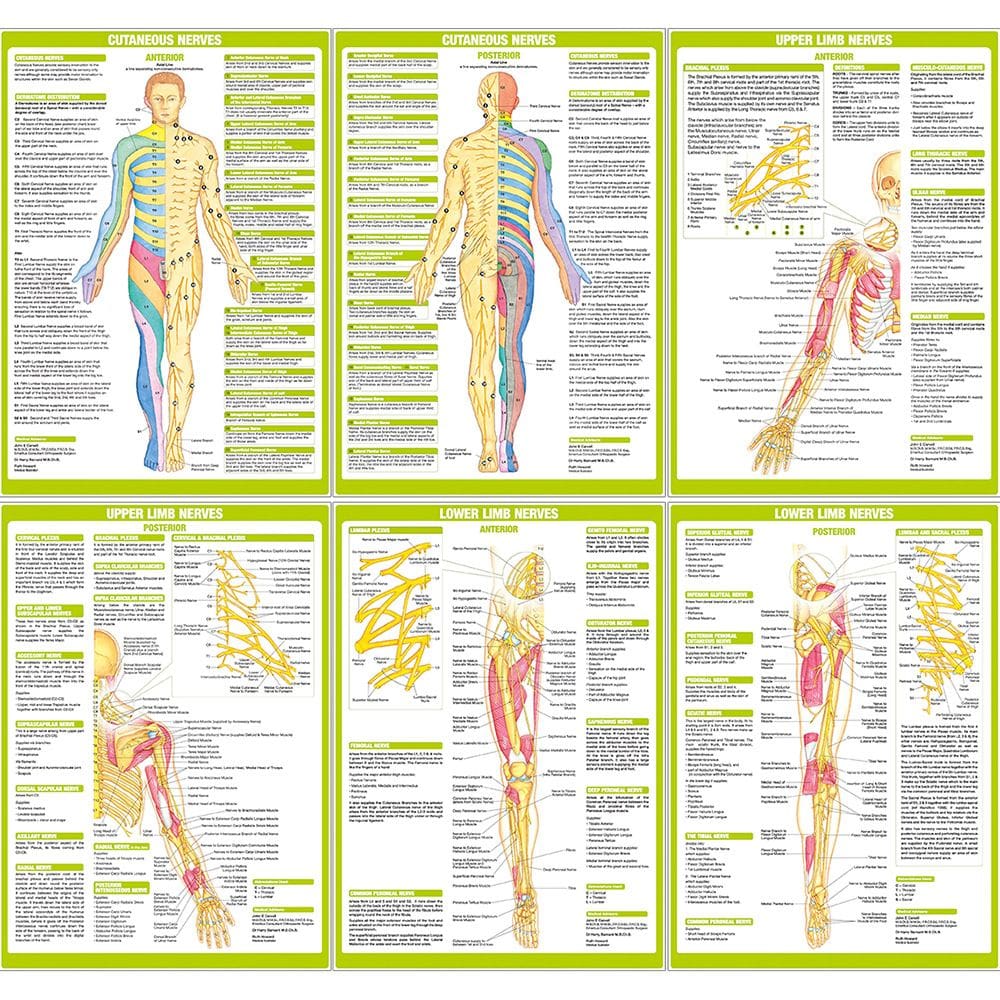 Conjunto de pintura de pôster Anatomy Nerve 6PCS 40x60cm