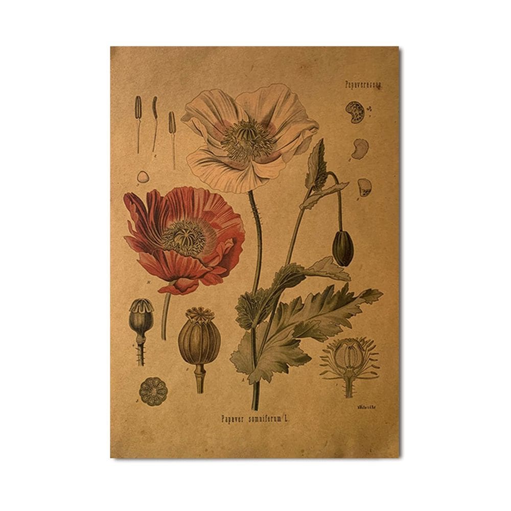 Pôster com pintura botânica vintage, espécime de papoula, 51,5x36cm