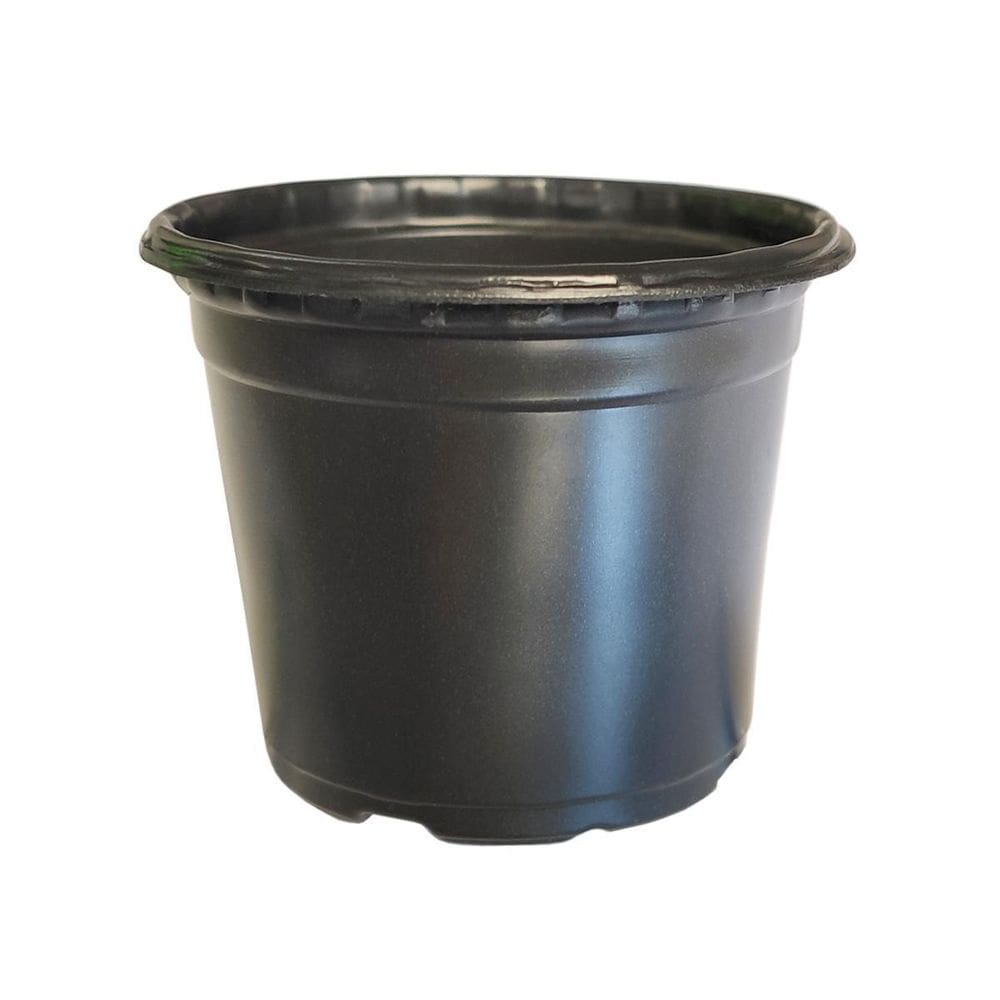 Kit 100 Vasinhos 06 Cactos E Suculentas Preto