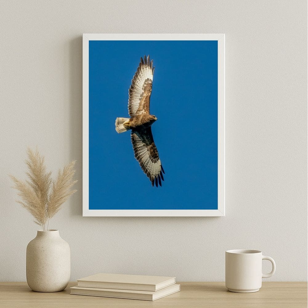 Quadro Falcão Peregrino Voando - Céu Azul 33x24cm - vidro