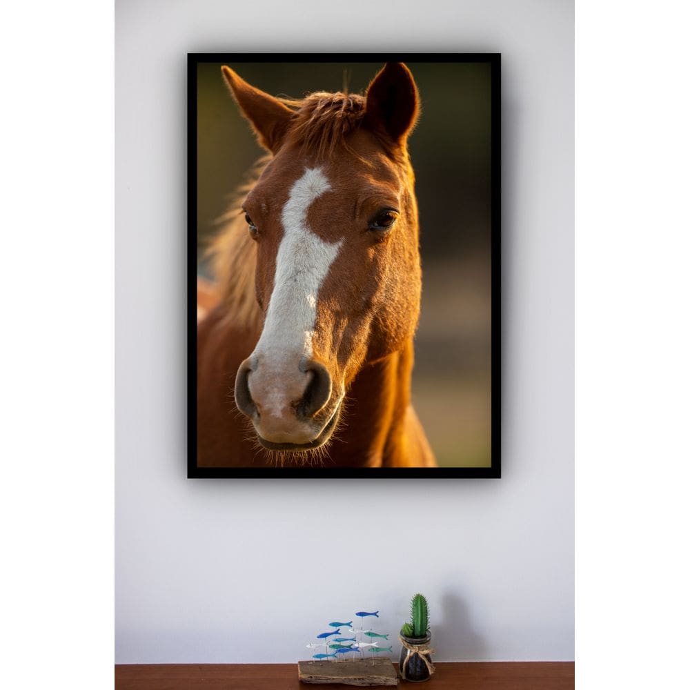 Quadro Decorativo Foto Cavalo Marrom e Branco  - 70x50cm