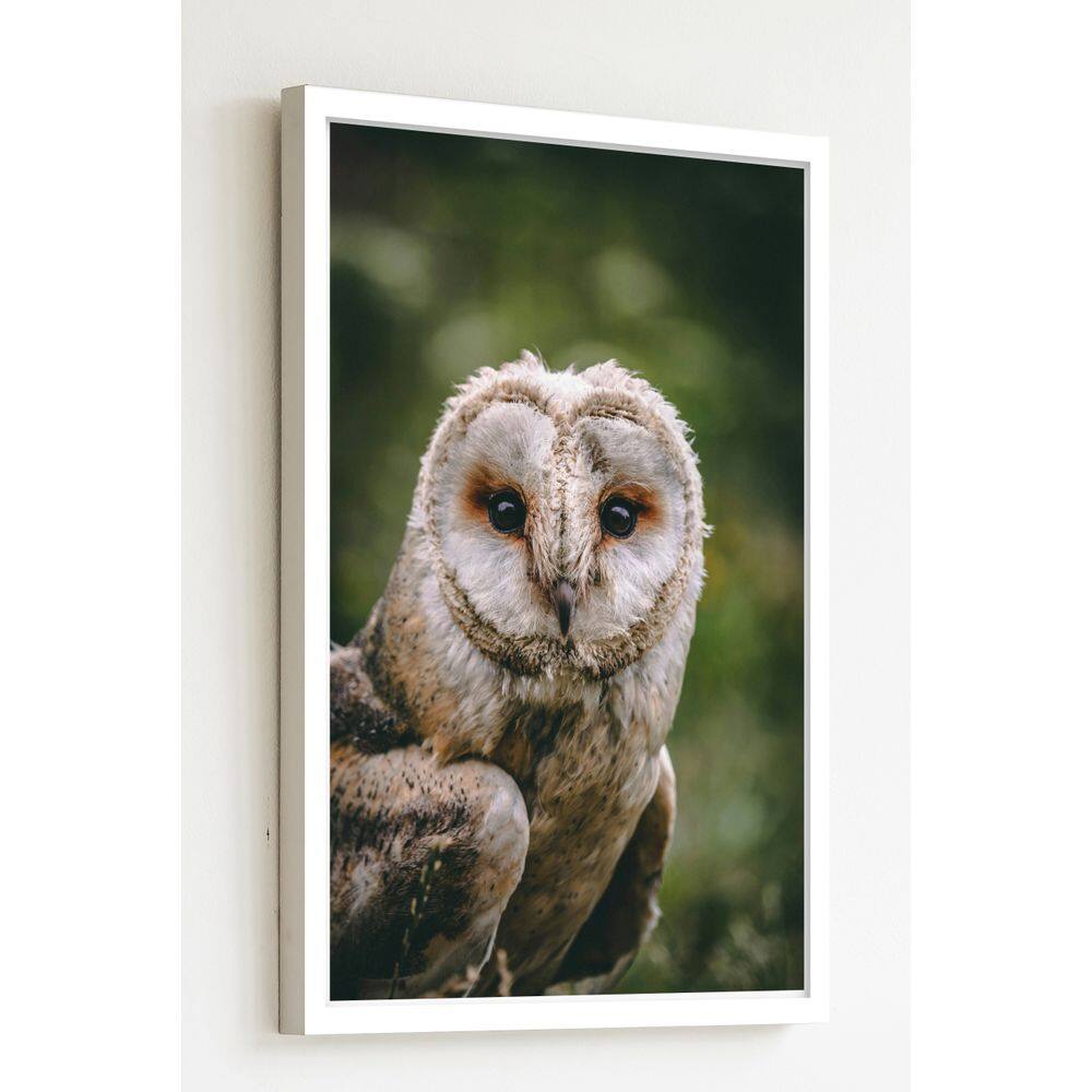 Quadro Decorativo Foto Coruja Fundo Verde  - 70x50cm