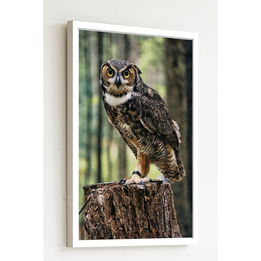 Quadro Decorativo Foto Coruja Tronco Árvore  - 70x50cm