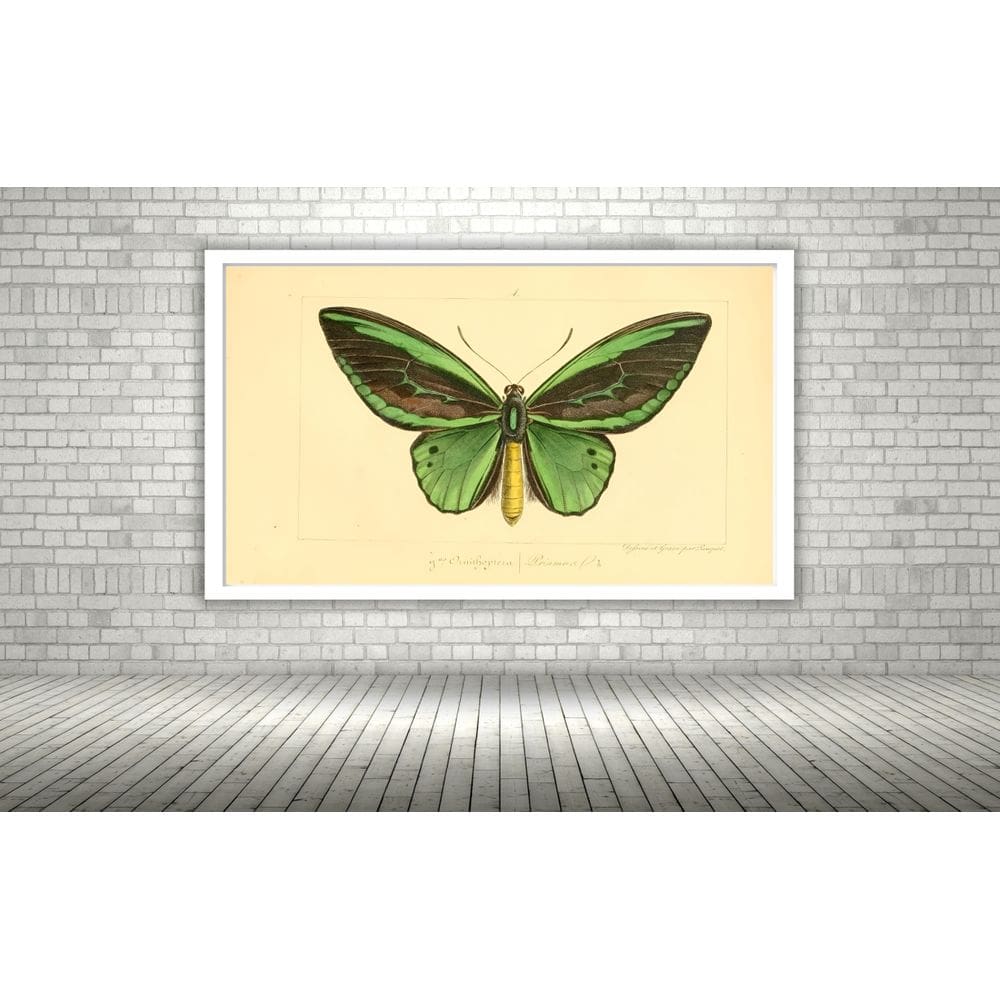 Quadro Decorativo Borboleta Verde Vintage  - 70x50cm