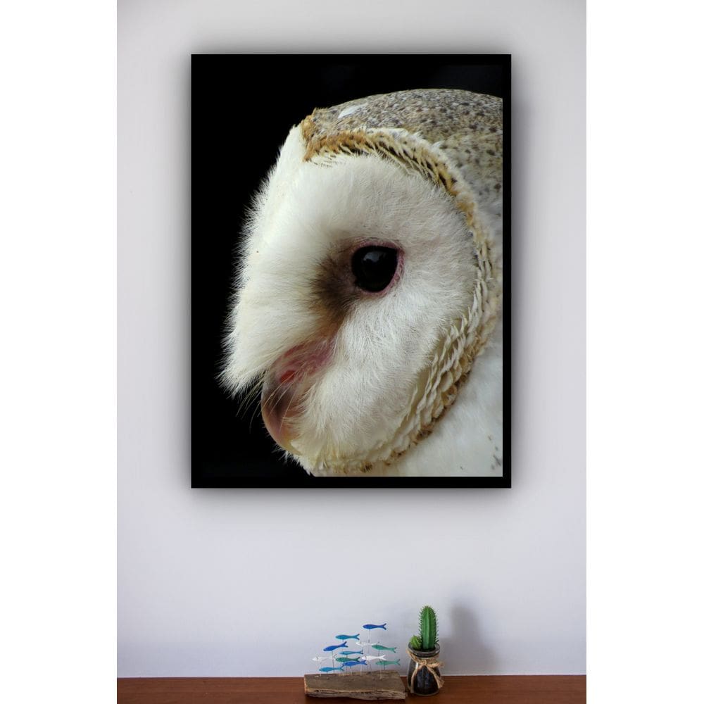 Quadro Decorativo Coruja Branca Fundo Preto  - 70x50cm