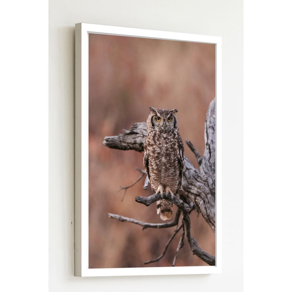 Quadro Decorativo Foto Coruja Árvore Seca  - 70x50cm