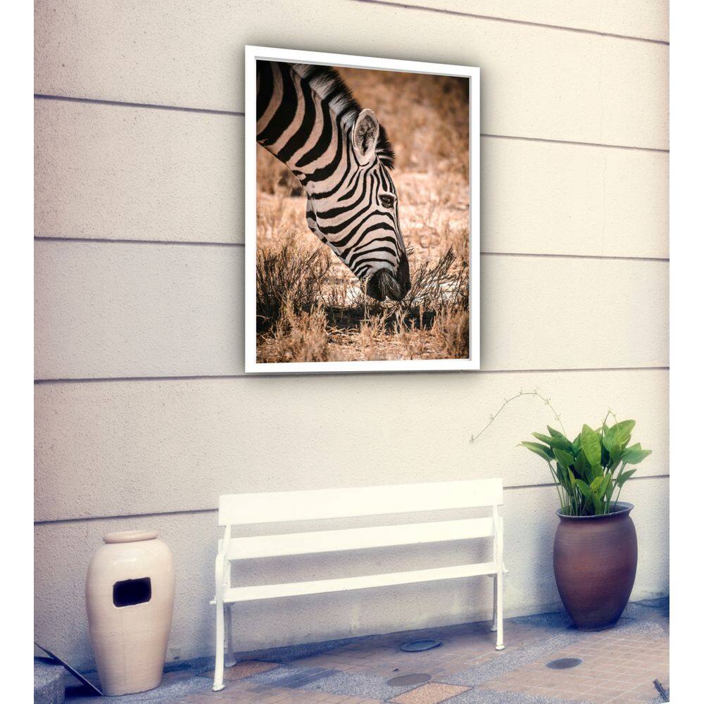 Quadro Decorativo Zebra Comendo Fotografia - 70x50cm