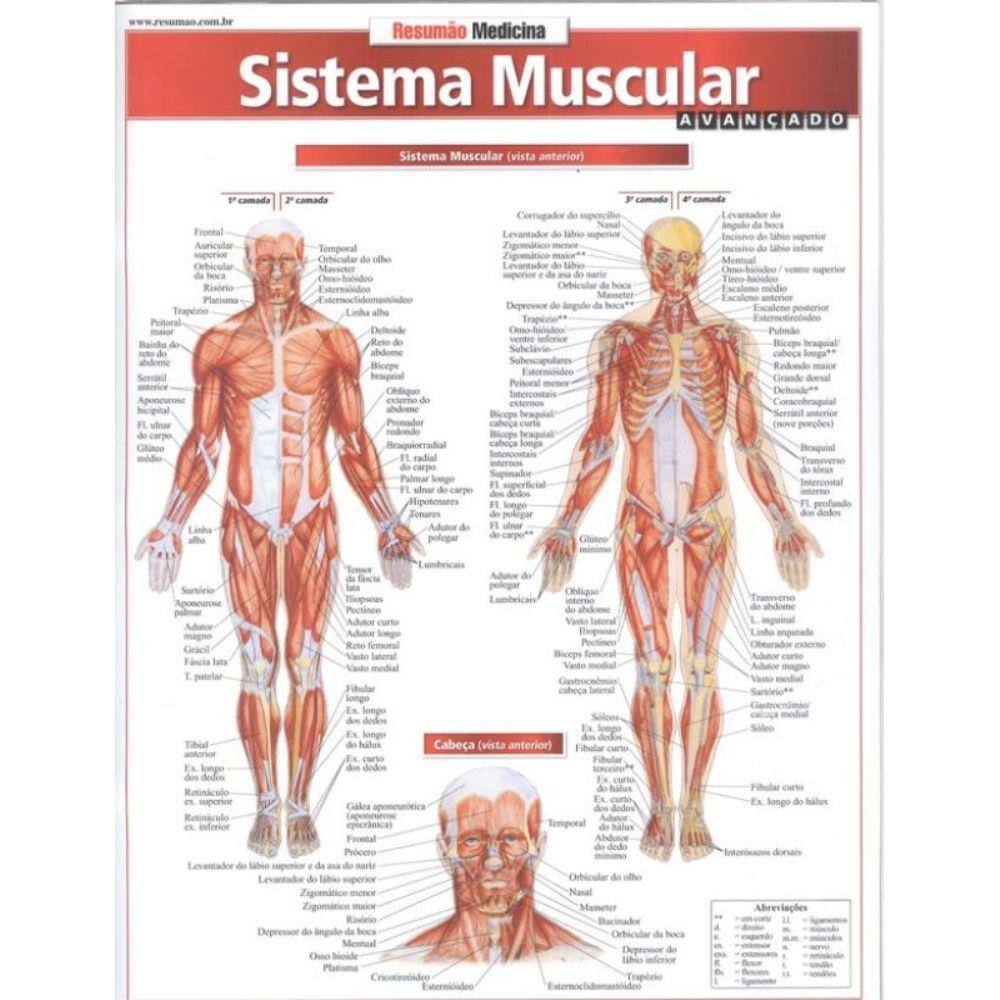 Resumao Medicina - Sistema Muscular Avancado