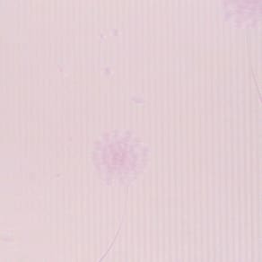 Papel de Parede Floral Rose - PP102-1